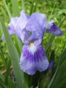 Iris pumila 'bleu'